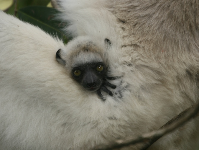 lemur